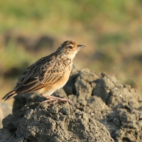 Skowroniec indyjski - Mirafra affinis - Jerdon's Lark