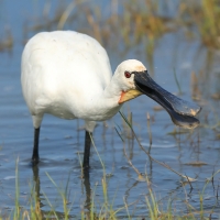 Warzęcha - Platalea leucorodia - Eurasian Spoonbill