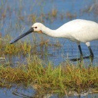 Warzęcha - Platalea leucorodia - Eurasian Spoonbill