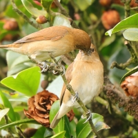 Mniszka muszkatowa - Lonchura punctulata - Scaly-breasted Munia