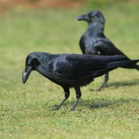 Wrona wielkodzioba - Corvus macrorhynchos - Large-billed Crow