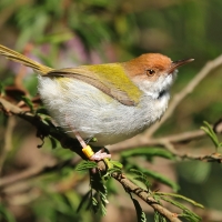 Krawczyk zwyczajny - Orthotomus sutorius - Common Tailorbird