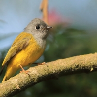 Komarówka szarogłowa - Culicicapa ceylonensis - Grey-headed Canary-flycatche