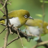Szlarnik cejloński - Zosterops ceylonensis - Sri Lanka White-eye