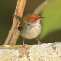 Krawczyk zwyczajny - Orthotomus sutorius - Common Tailorbird