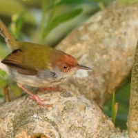 Krawczyk zwyczajny - Orthotomus sutorius - Common Tailorbird