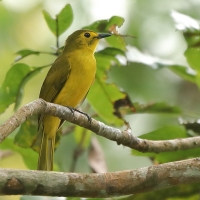 Szczeciak złotolicy - Acritillas indica - Yellow-browed Bulbul