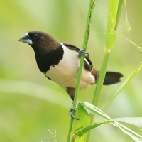 Mniszka białorzytna - Lonchura striata - White-rumped Munia