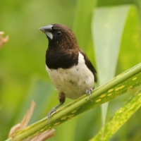 Mniszka białorzytna - Lonchura striata - White-rumped Munia