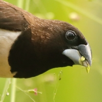 Mniszka białorzytna - Lonchura striata - White-rumped Munia