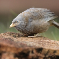 Dżunglotymal żółtodzioby - Argya affinis - Yellow-billed Babbler