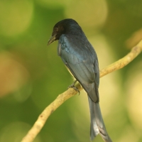 Dziwogon białobrzuchy - Dicrurus caerulescens - White-bellied Drongo