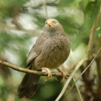 Dżunglotymal żółtodzioby - Argya affinis - Yellow-billed Babbler
