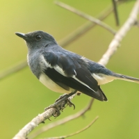 Sroczek zmienny - Copsychus saularis - Oriental Magpie-Robin