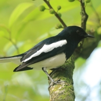 Sroczek zmienny - Copsychus saularis - Oriental Magpie-Robin