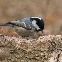 Sosnówka - Periparus ater - Coal Tit