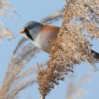 Wąsatka - Panurus biarmicus - Bearded Reedling