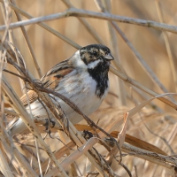 Potrzos - Emberiza schoeniclus - Common Reed Bunting