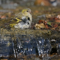 Czyż - Spinus spinus - Eurasian Siskin