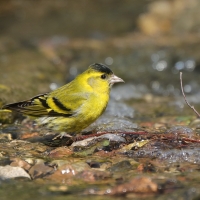 Czyż - Spinus spinus - Eurasian Siskin