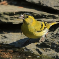 Czyż - Spinus spinus - Eurasian Siskin