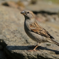 Wróbel - Passer domesticus - House Sparrow