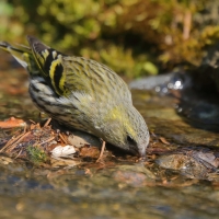 Czyż - Spinus spinus - Eurasian Siskin