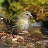 Czyż - Spinus spinus - Eurasian Siskin