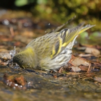 Czyż - Spinus spinus - Eurasian Siskin