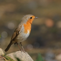 Rudzik - Erithacus rubecula - European Robin