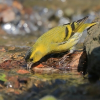 Czyż - Spinus spinus - Eurasian Siskin