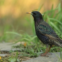 Szpak - Sturnus vulgaris - Common Starling