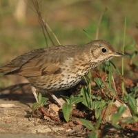 Śpiewak - Turdus philomelos - Song Thrush