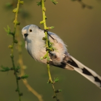 Raniuszek - Aegithalos caudatus - Long-tailed Tit