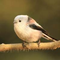 Raniuszek - Aegithalos caudatus - Long-tailed Tit