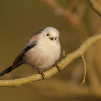 Raniuszek - Aegithalos caudatus - Long-tailed Tit