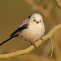 Raniuszek - Aegithalos caudatus - Long-tailed Tit