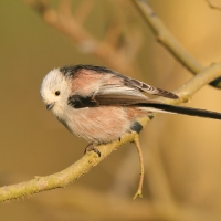 Raniuszek - Aegithalos caudatus - Long-tailed Tit