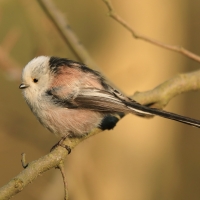 Raniuszek - Aegithalos caudatus - Long-tailed Tit