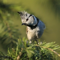 Czubatka  - Crested Tit