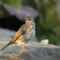 Śpiewak - Turdus philomelos - Song Thrush