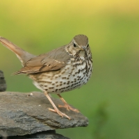 Śpiewak - Turdus philomelos - Song Thrush