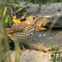 Śpiewak - Turdus philomelos - Song Thrush