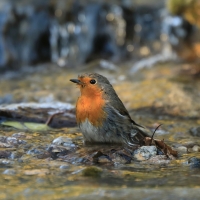 Rudzik - Erithacus rubecula - European Robin