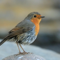 Rudzik - Erithacus rubecula - European Robin