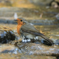 Rudzik - Erithacus rubecula - European Robin