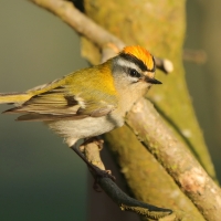 Zniczek - Regulus ignicapilla - Firecrest