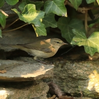 Piecuszek - Phylloscopus trochilus - Willow Warbler