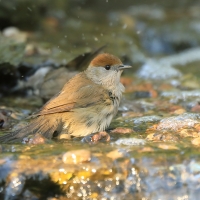 Kapturka - Sylvia atricapilla - Eurasian Blackcap