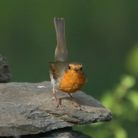 Rudzik - Erithacus rubecula - European Robin